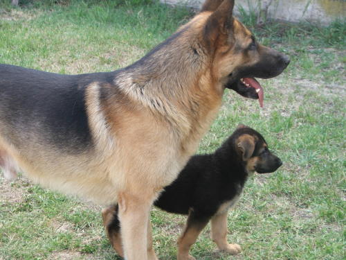 paWIco