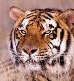 tigerek73