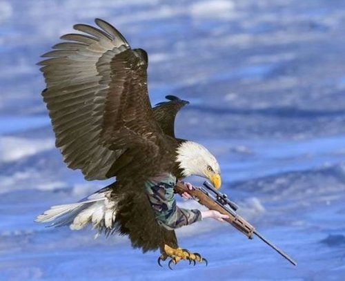 HoofdVogel