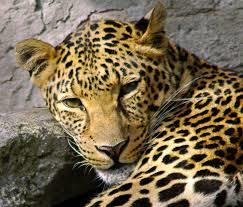 pantheramd