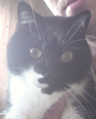 MerlinCat