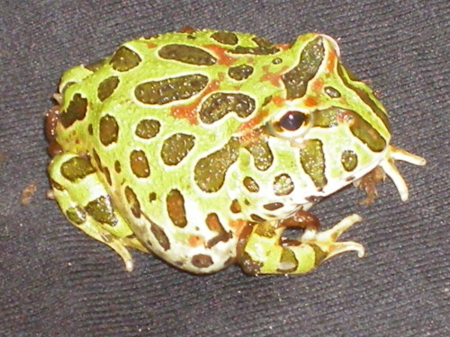 Fimbriatus