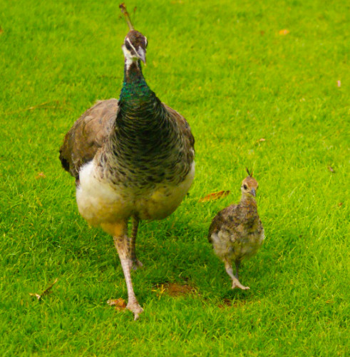 babypfau