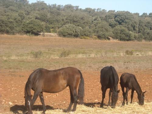chtimoulleg