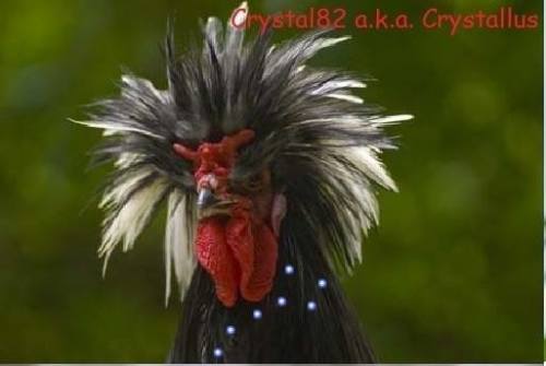 Crystal82