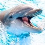 dolphin50