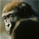 MONKEY968