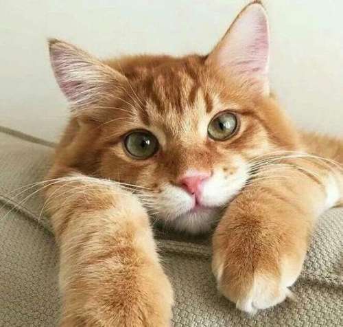 Dmitriy0731