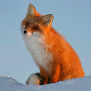 RedFoxy