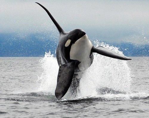 Orca174
