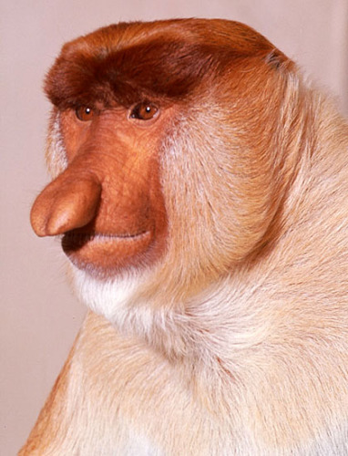 Sichiyutl