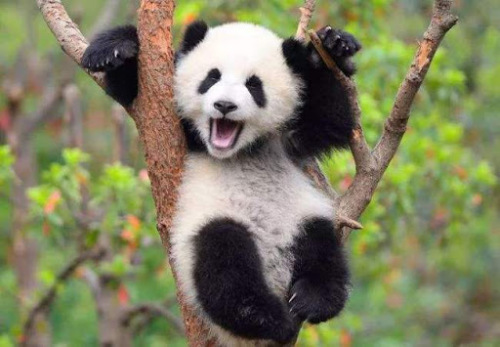 pandaizmali