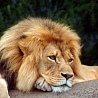 LION900