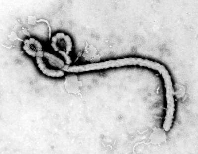 EbolaPL