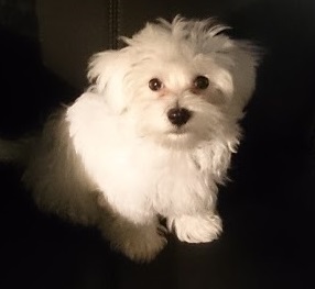 manuelos