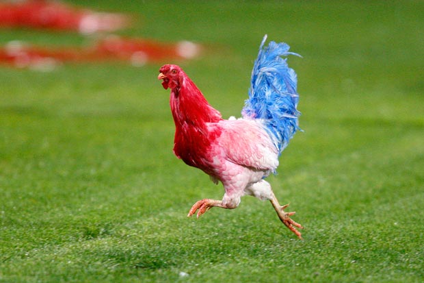 Gallo Gallo