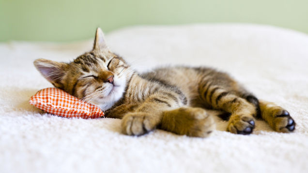 Sen Sleep
