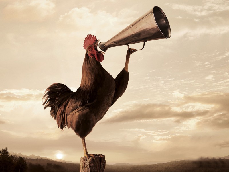 gallo