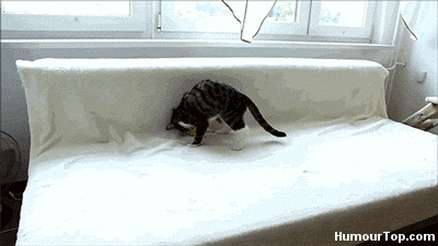 GIF GIF