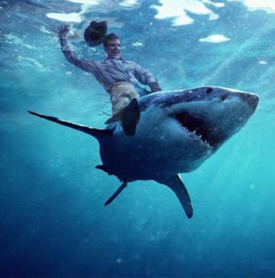 Shark Shark Ride