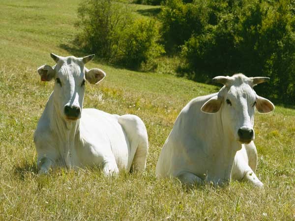 Mucche maremmane Mucche maremmane