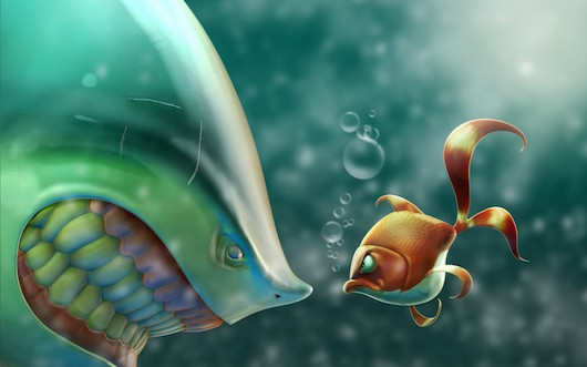shark vs fish