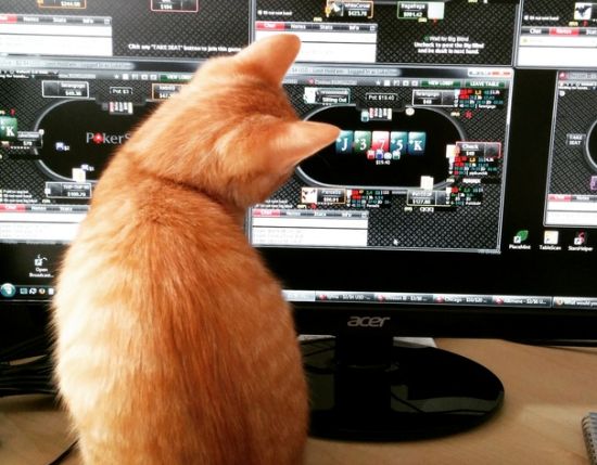 Limit Cat Limit Cat
