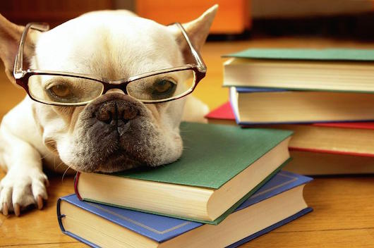 dog studying