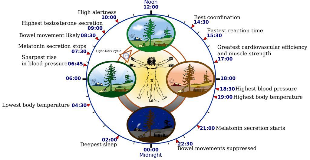 Biological clock