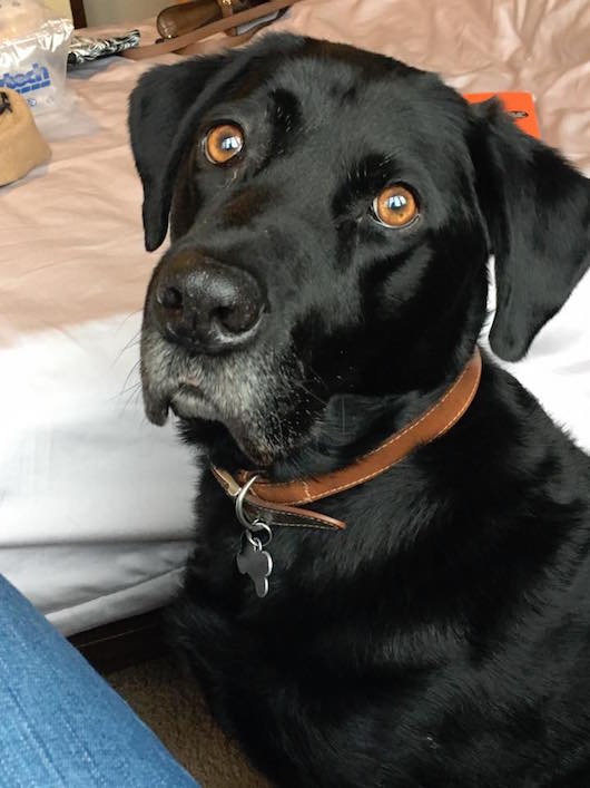 Labrador
