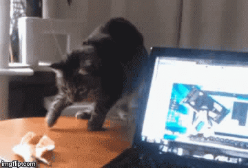 cat gif