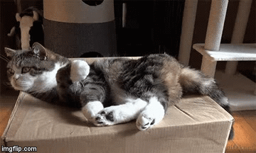 funny GIF