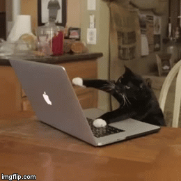 cat gif