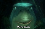 shark face