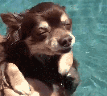 stoned dog