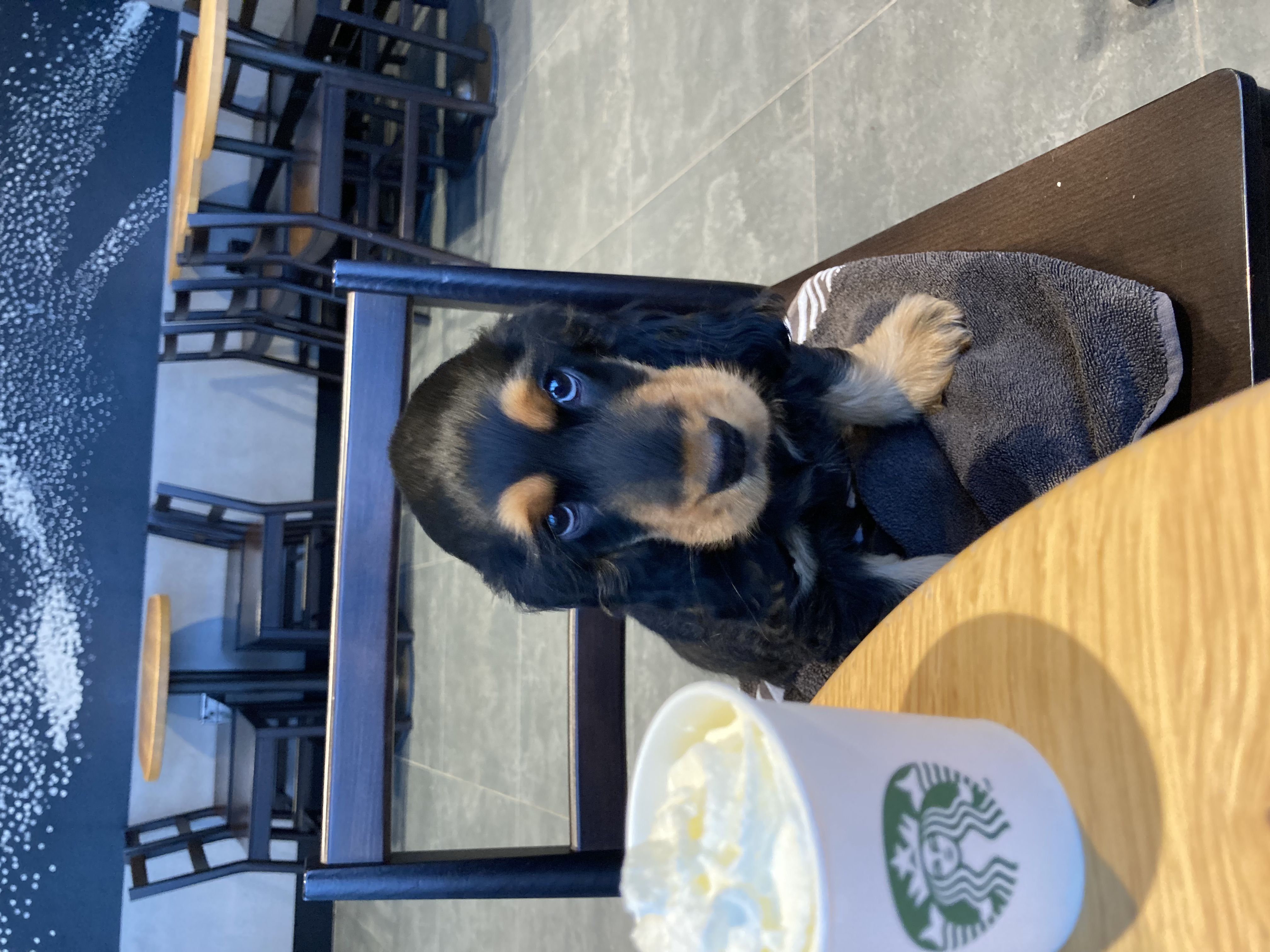 doggo