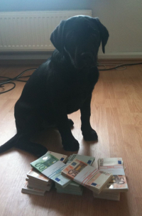 hund